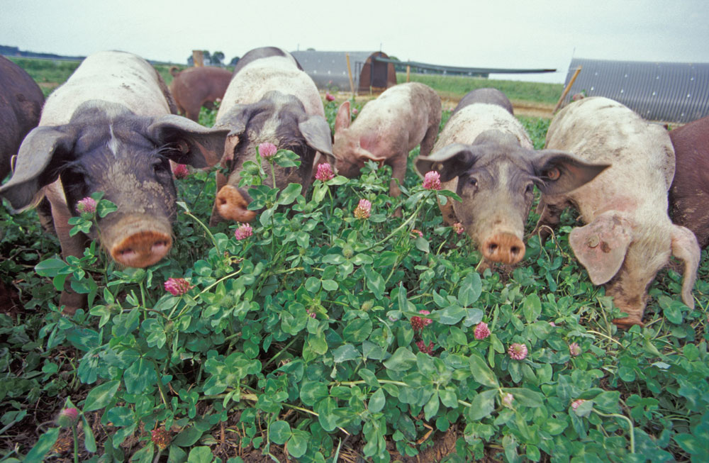 Schweine im Rotklee